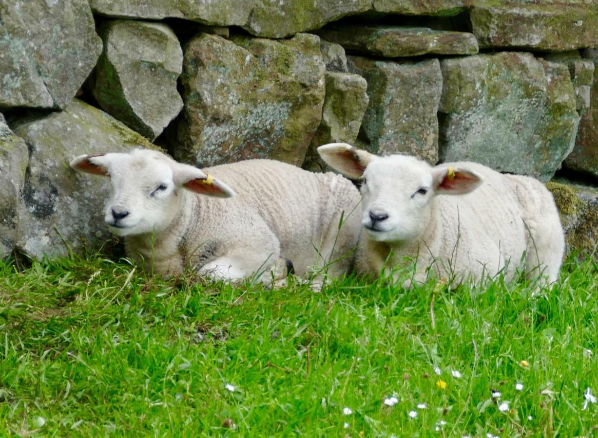 Heathergate Cottage Dartmoor Bnb Lydford Exteriör bild