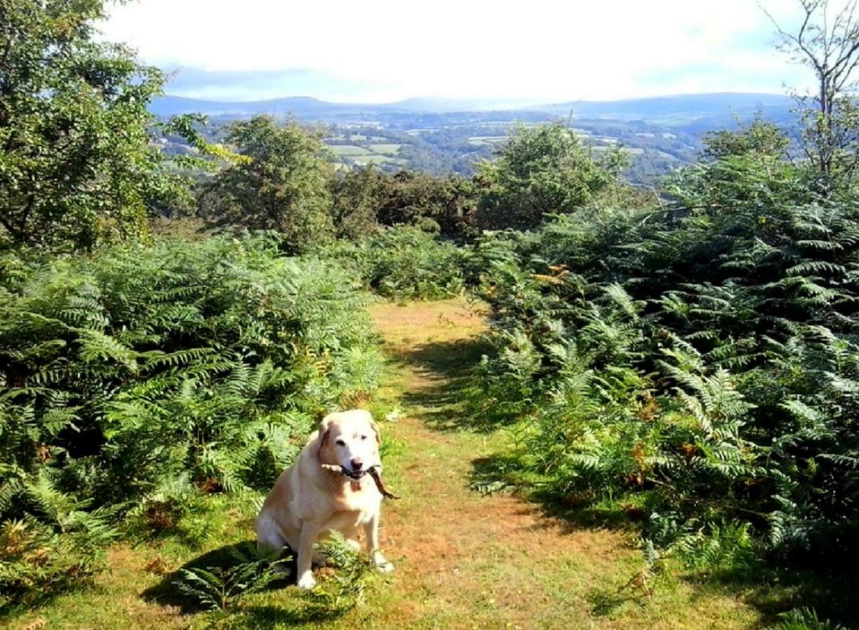 Heathergate Cottage Dartmoor Bnb Lydford Exteriör bild