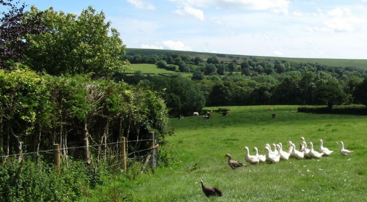 Heathergate Cottage Dartmoor Bnb Lydford Exteriör bild